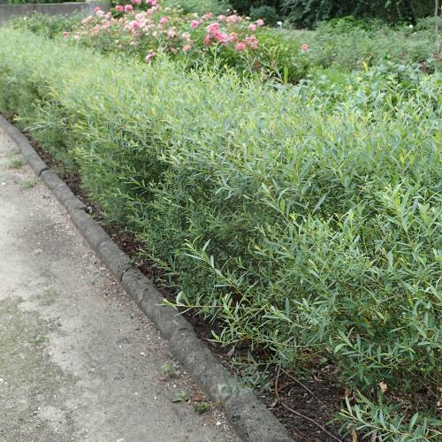 Willow, dwarf purple