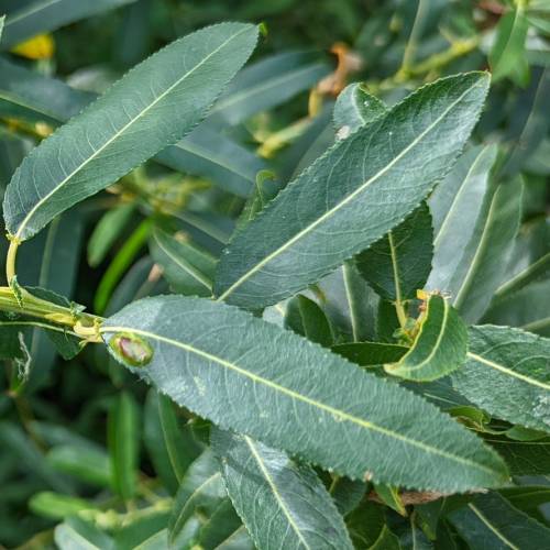 Willow, almond-leaved