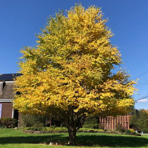 Caramel tree
