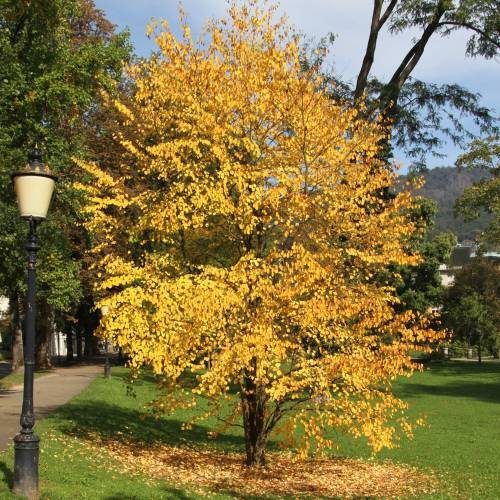 Caramel tree