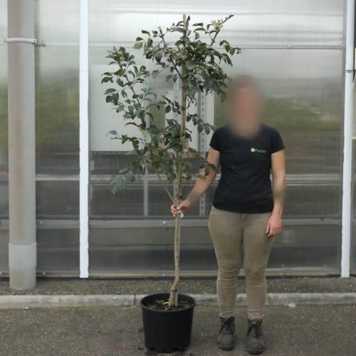 Ash, European