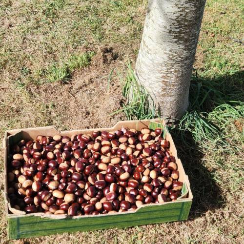 Chestnut, Sweet