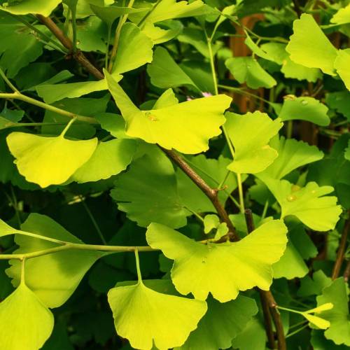 Ginkgo