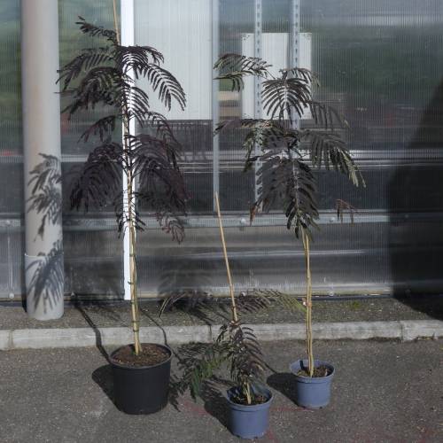 Silk tree 'Summer chocolate'