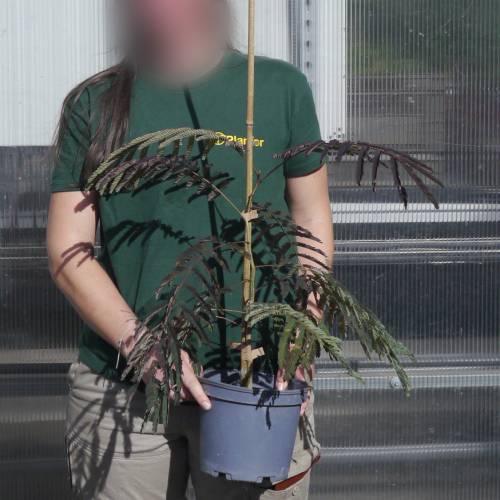 Silk tree 'Summer chocolate'