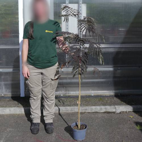 Silk tree 'Summer chocolate'