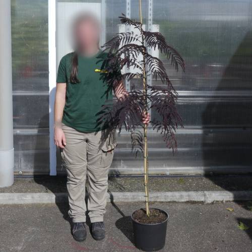 Silk tree 'Summer chocolate'