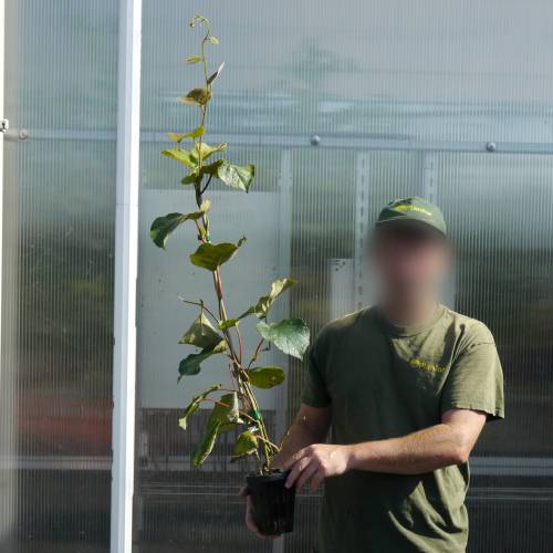 Kiwi plant self fertile