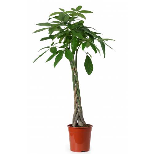 Pachira Plant