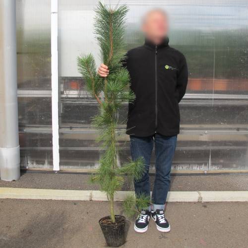 Pine, Japanese black