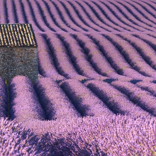 Lavender, common