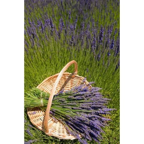 Lavender 'Grosso'