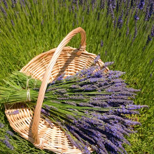 Lavender 'Grosso'