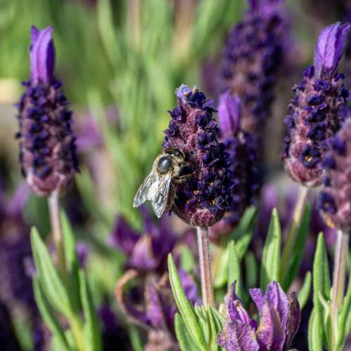 Lavender, Butterfly