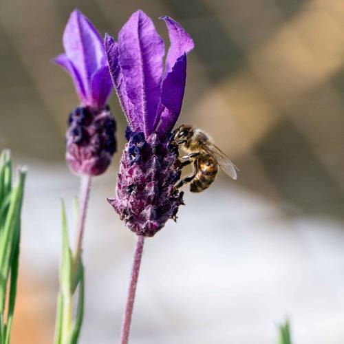 Lavender, Butterfly