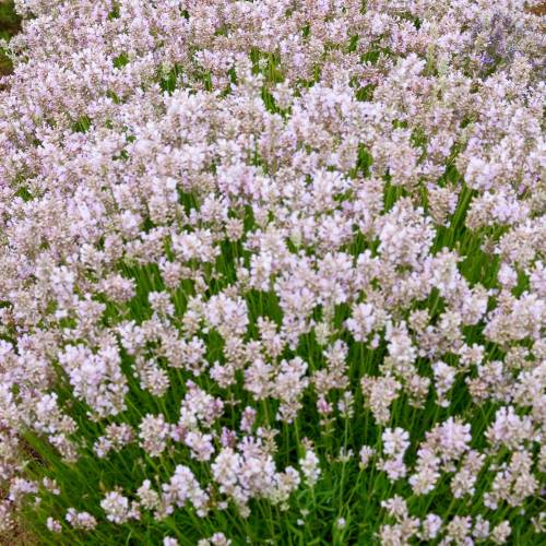 Lavender Pink