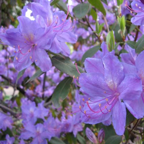 Rhododendron purple, Augustinii