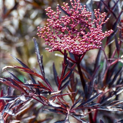 Elderberry, Black Lace