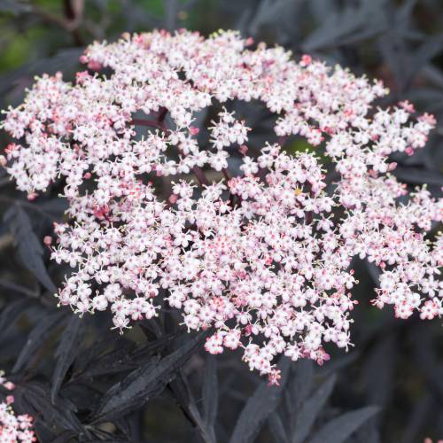 Sambucus nigra Black Lace Sambucus nigra Black Lace