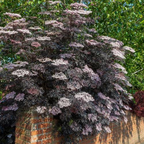 Elderberry, Black Lace
