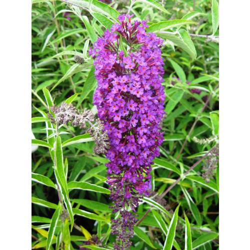 Buddleia 'Nanho purple'