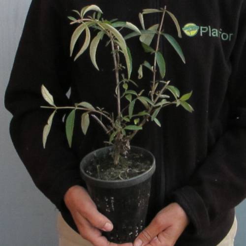 Buddleia 'Nanho purple'