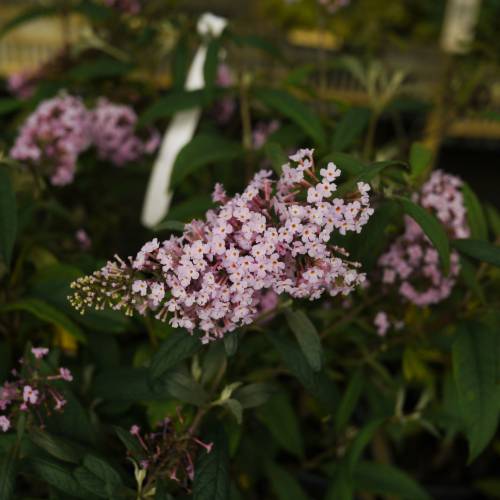 Buddleia 'Pink delight'