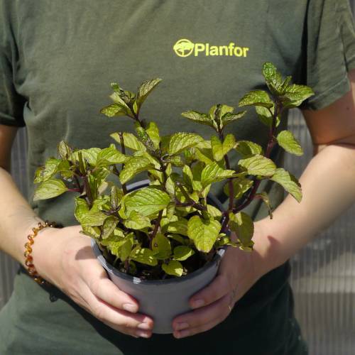 Pineapple Mint