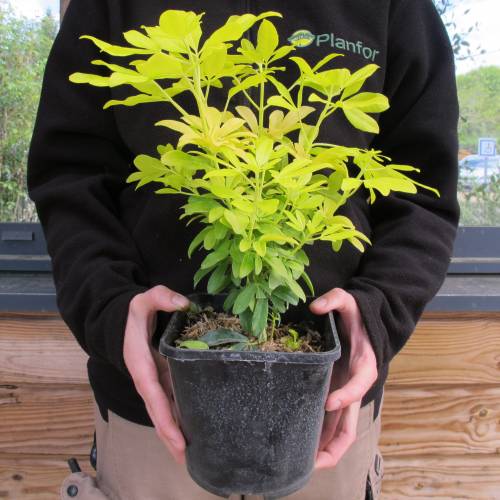 Orange, Mexican Sundance