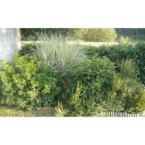 Silver Grass, Variegated Chinese