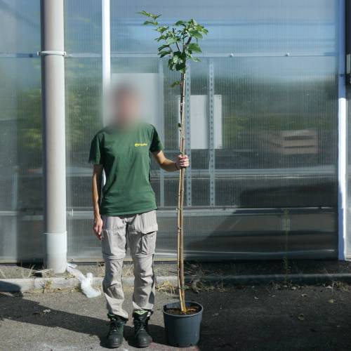 Sterile Mulberry