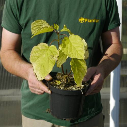 Hydrangea, Annabelle