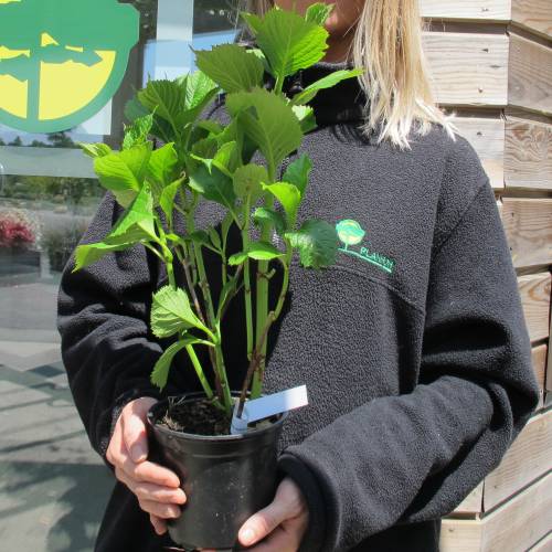 Hydrangea, Leuchtfeuer