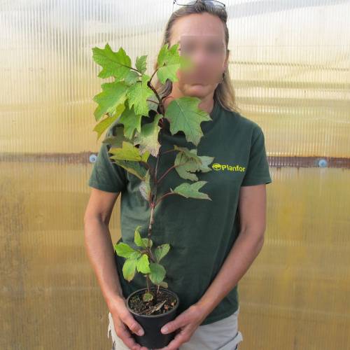 Hydrangea, oak leaved