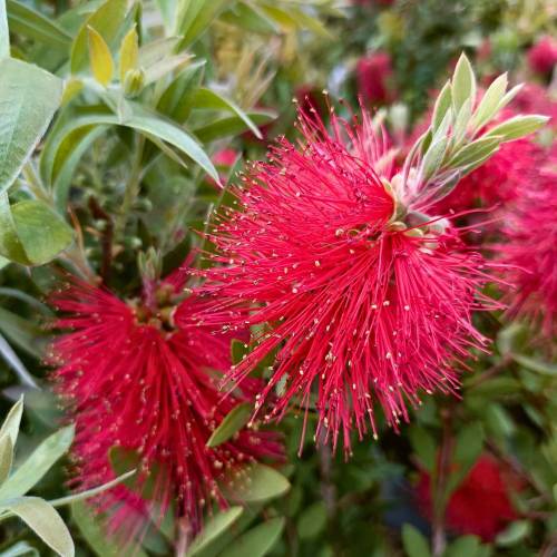 Bottlebrush, Laevis