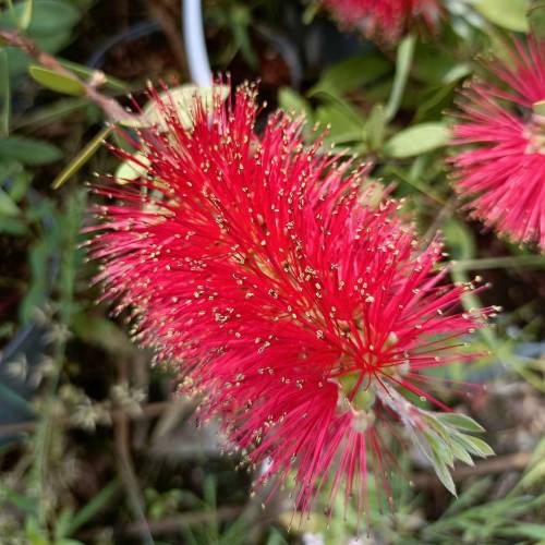 Bottlebrush, Laevis