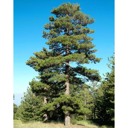 Pine, Calabrian