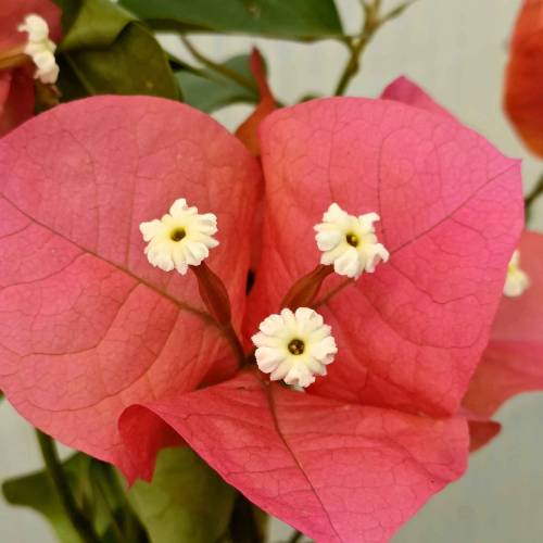 Bougainvillea, Pink