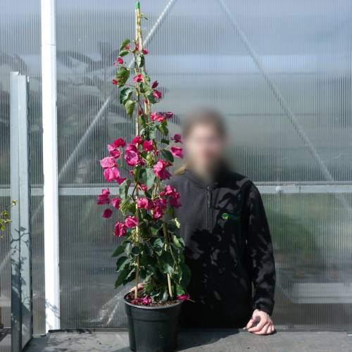 Bougainvillea, Pink