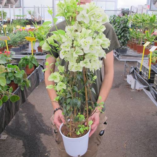 Bougainvillea, White