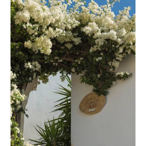 Bougainvillea, White