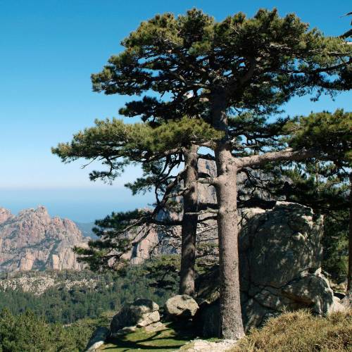 Pine, Corsican