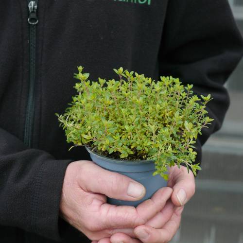 Thyme, Lemon golden