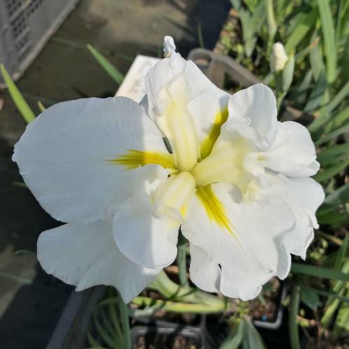 Japanese water Iris, White