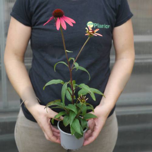 Coneflower 'Cheyenne Spirit'