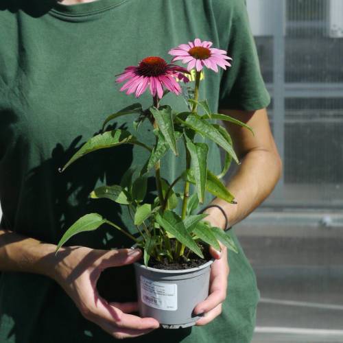 Coneflower Pink