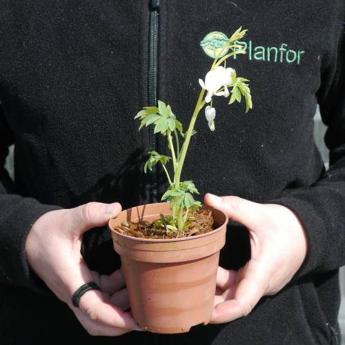 Bleeding Heart 'Alba'