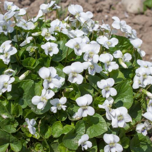 Sweet Violet White