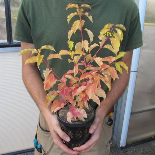 Dogwood, European 'Midwinter Fire'