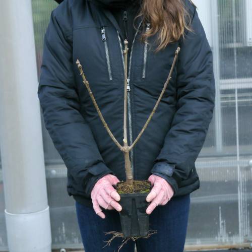 Fringe tree, Old mans beard
